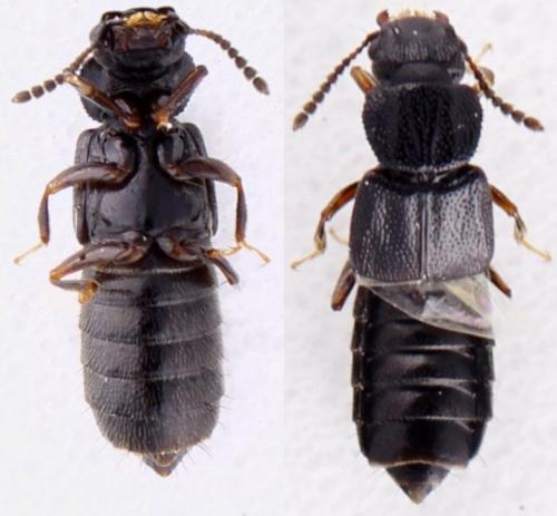 Réf. 329 920 : Anotylus rugosus